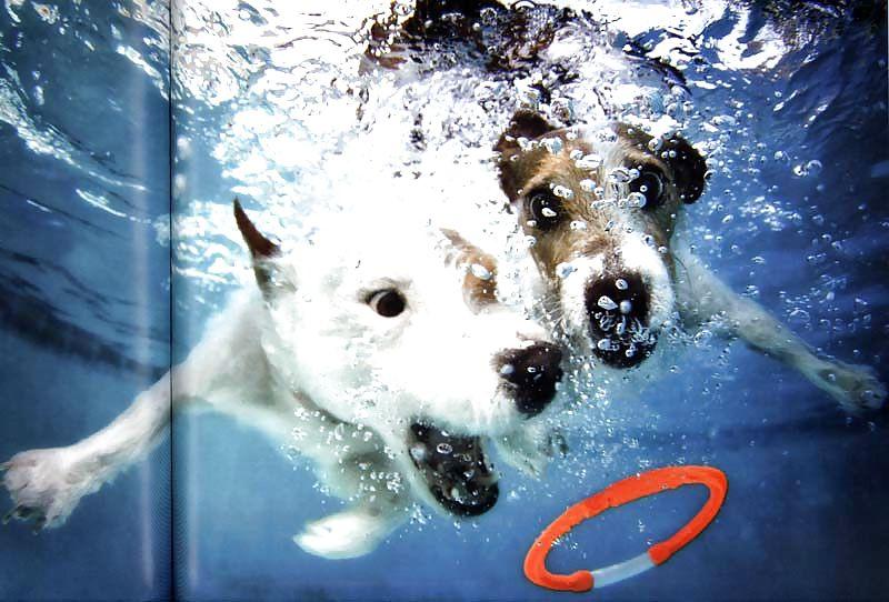 23P Underwater dogs by jedman