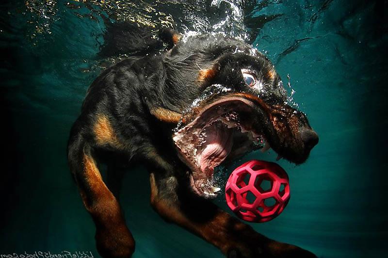 23P Underwater dogs by jedman