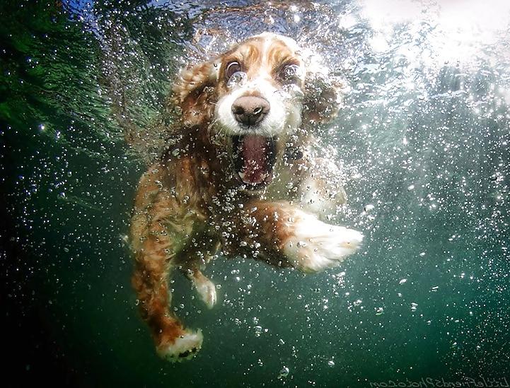 23P Underwater dogs by jedman