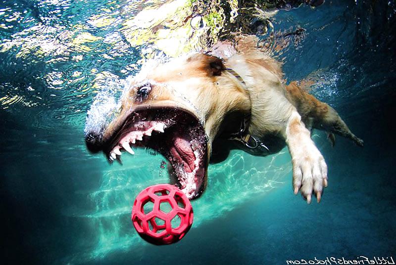23P Underwater dogs by jedman