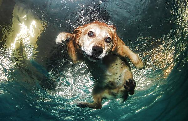 23P Underwater dogs by jedman