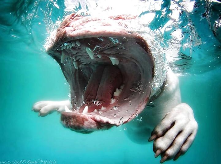 23P Underwater dogs by jedman
