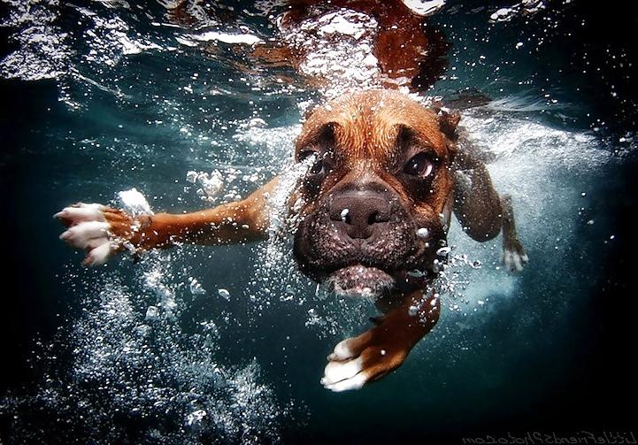 23P Underwater dogs by jedman
