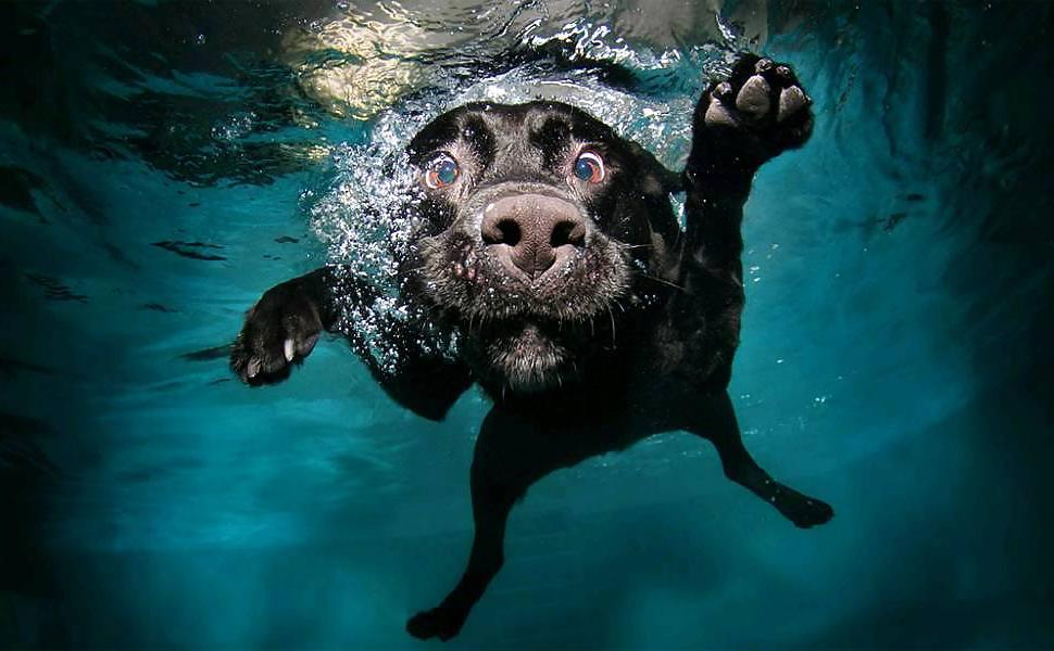 23P Underwater dogs by jedman