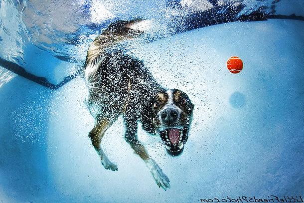 23P Underwater dogs by jedman