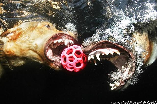 23P Underwater dogs by jedman