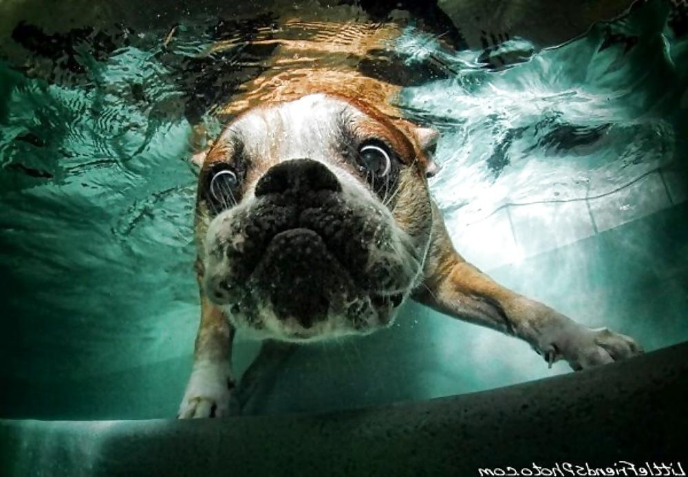 23P Underwater dogs by jedman
