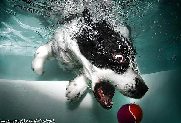 23P Underwater dogs by jedman