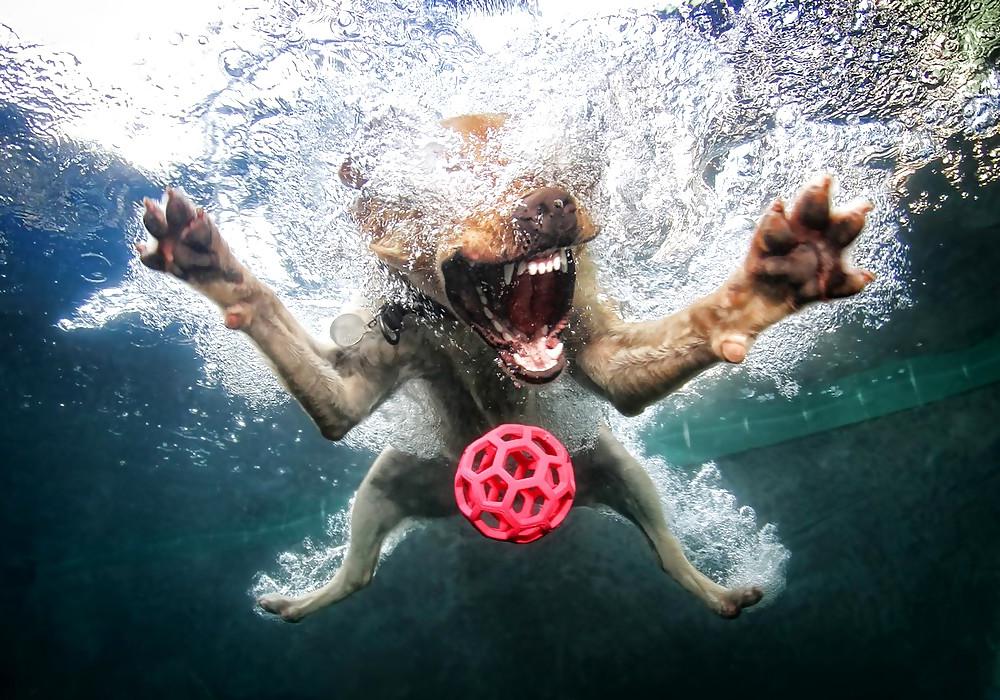 23P Underwater dogs by jedman