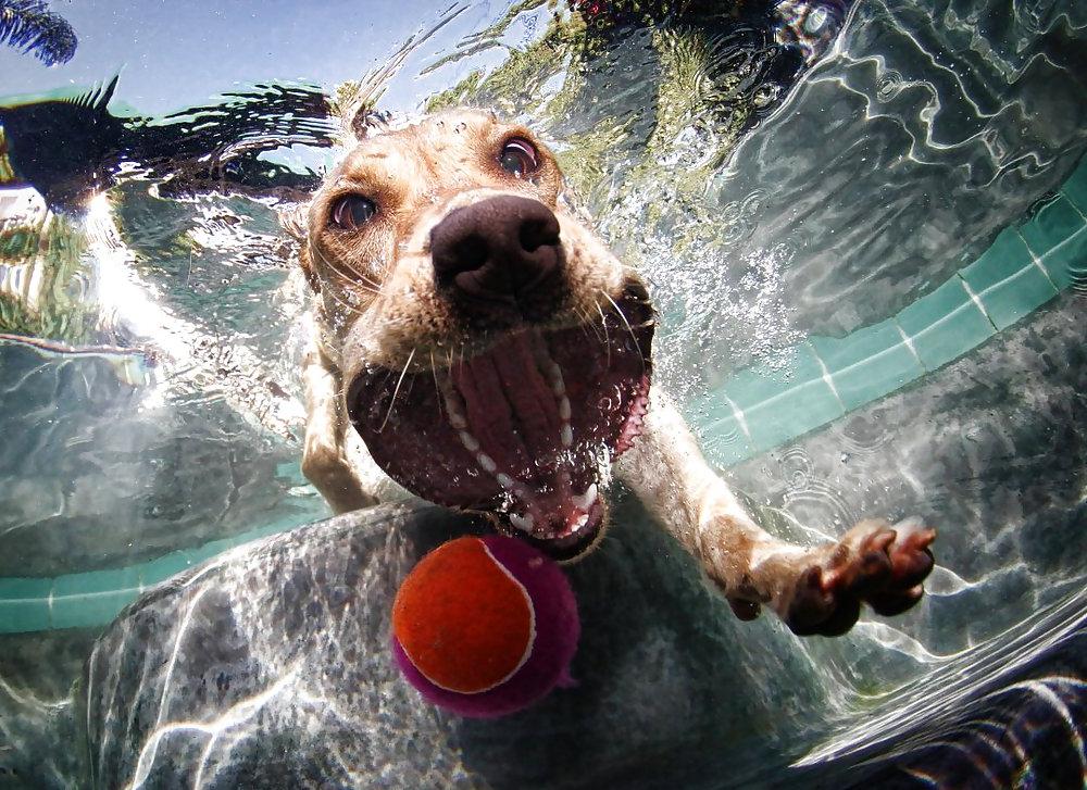 23P Underwater dogs by jedman