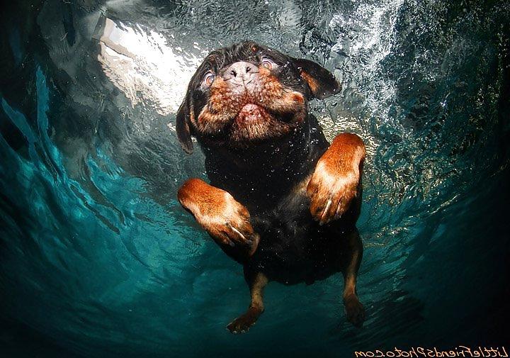 23P Underwater dogs by jedman