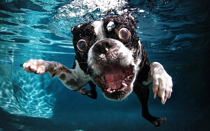 23P Underwater dogs by jedman