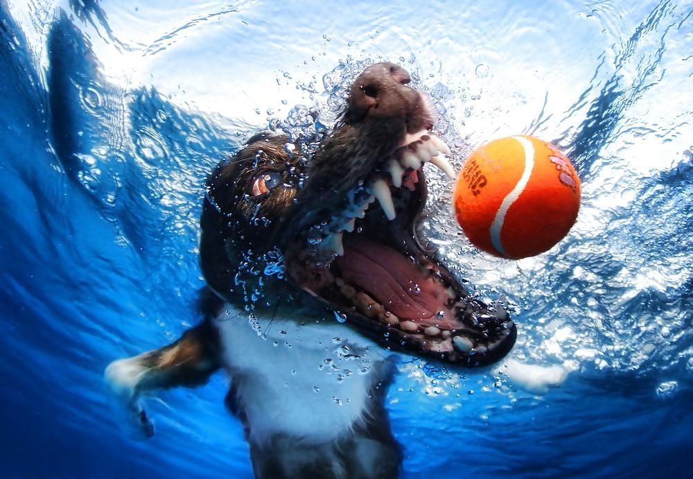 23P Underwater dogs by jedman