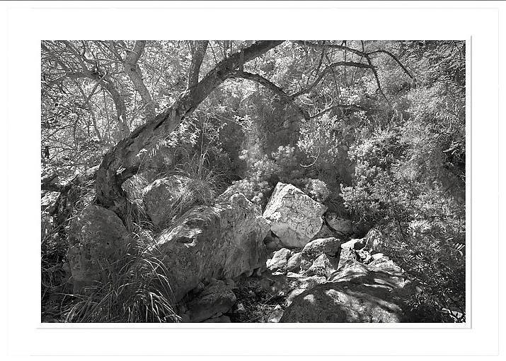 22P Black-and-white for Black--Widow