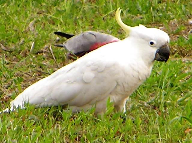 6P COCK OR TWO AND FRIENDS