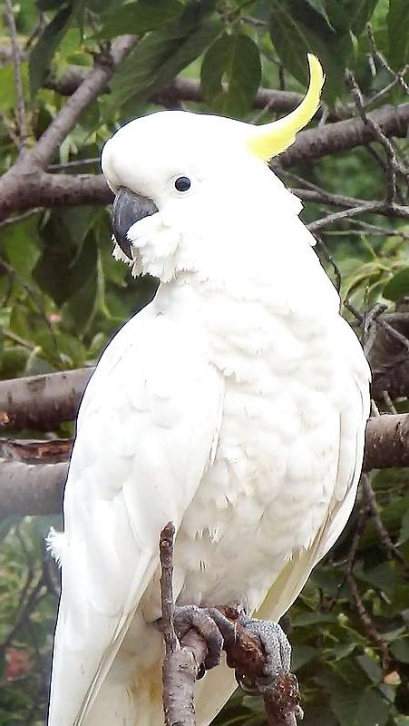 6P COCK OR TWO AND FRIENDS
