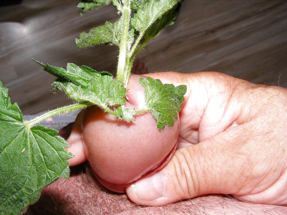 21P Orties or nettle