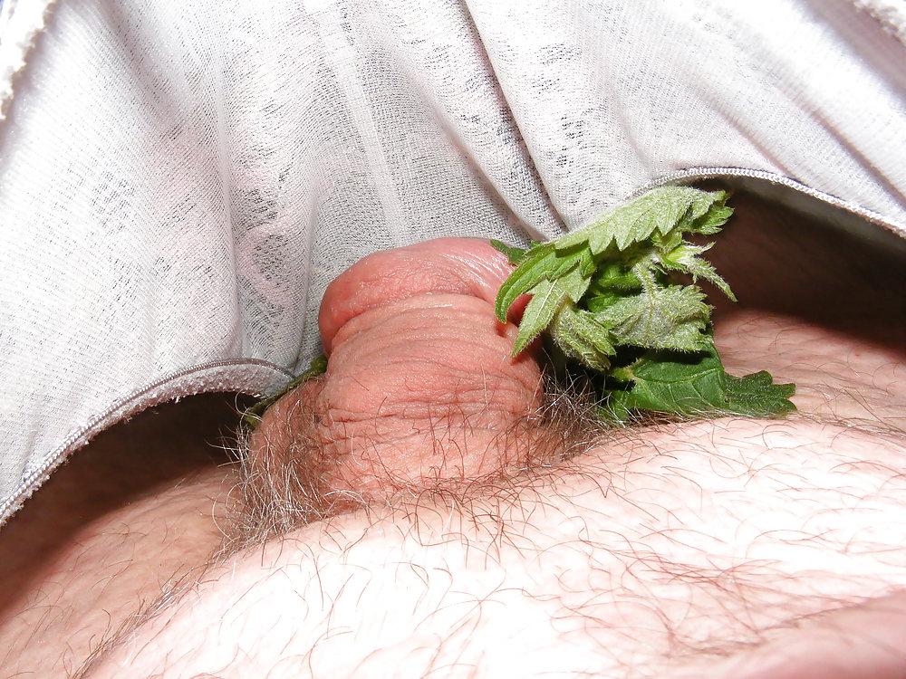 21P Orties or nettle