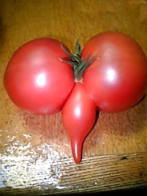 20P Sabia Naturaleza