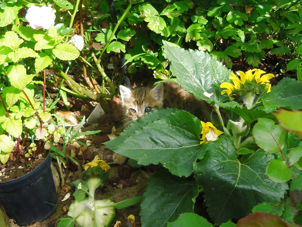 15P Nature