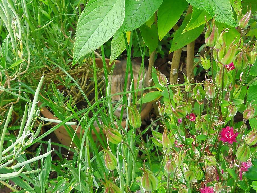 15P Nature