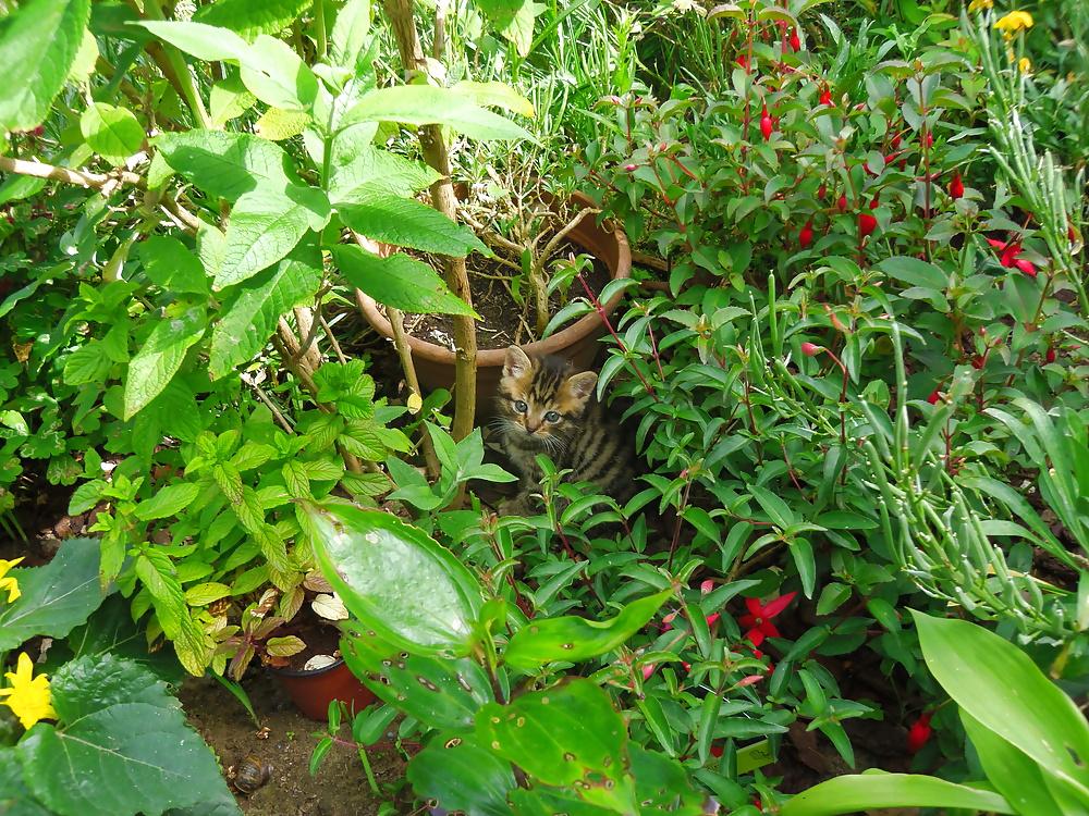 15P Nature