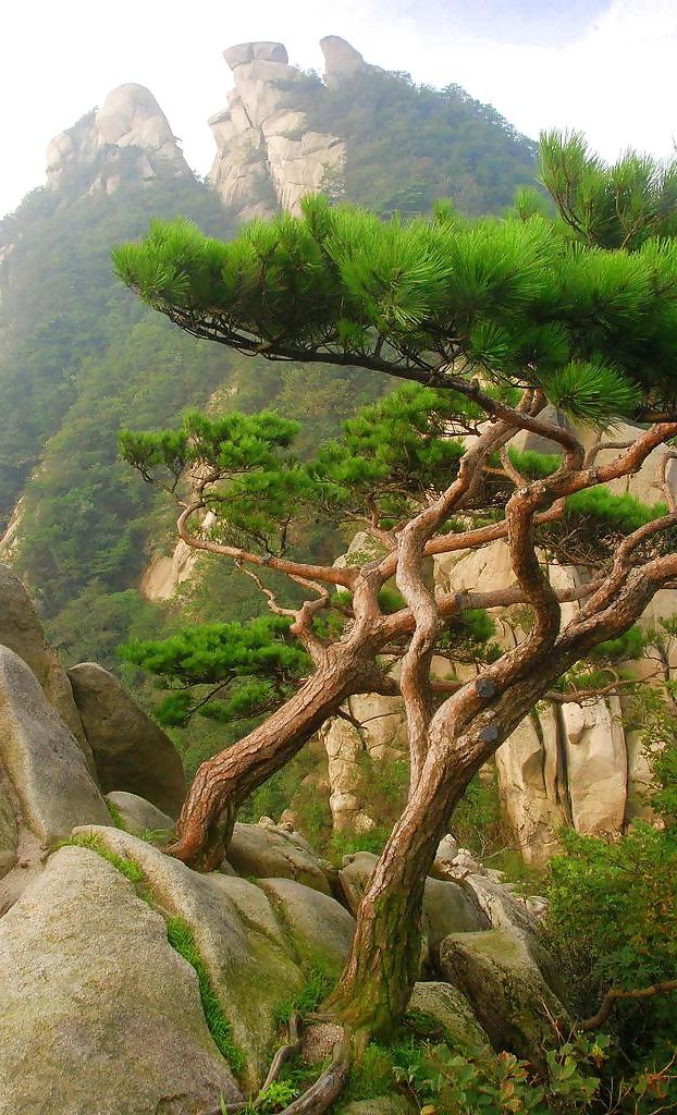 25P Women, nature and dreams 5