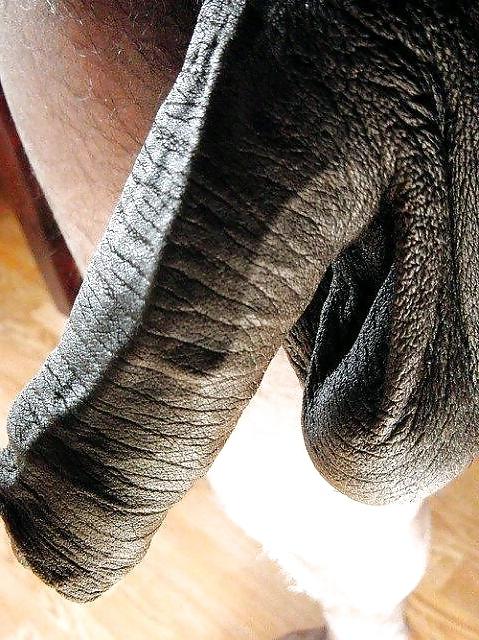17P BIG BLACK COCKS