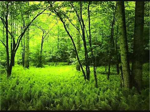 25P Nature Photos