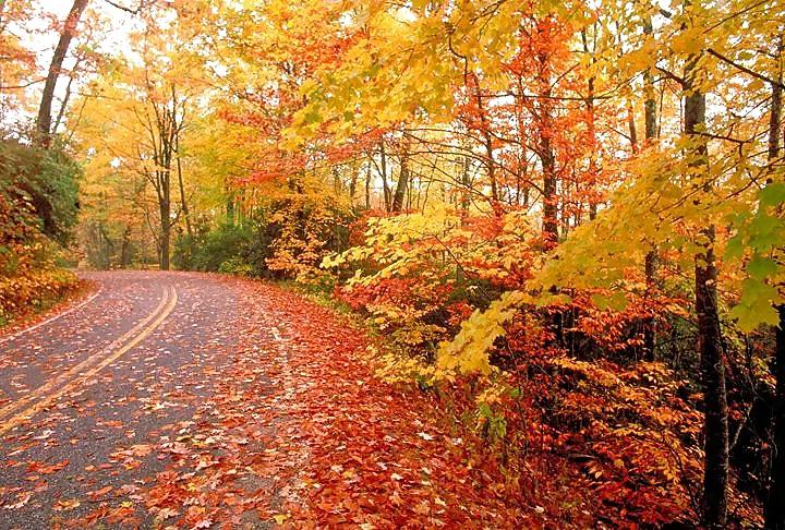 25P Nature Photos
