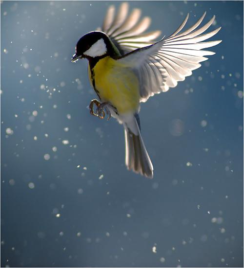 25P Songs of nature.....