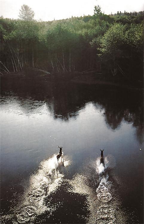 25P Songs of nature.....