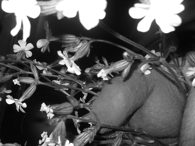 4P La nature