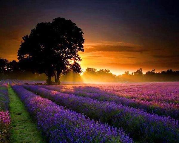 25P Beautiful Nature