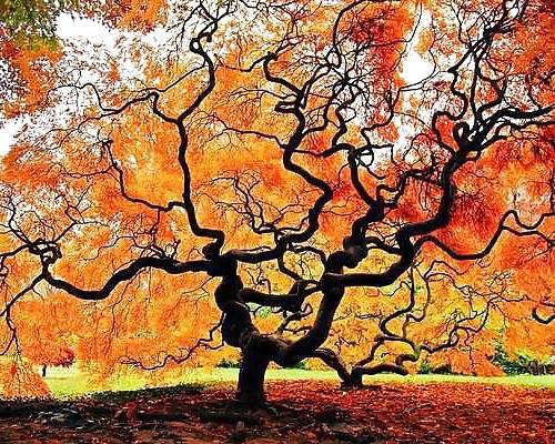 25P Beautiful Nature