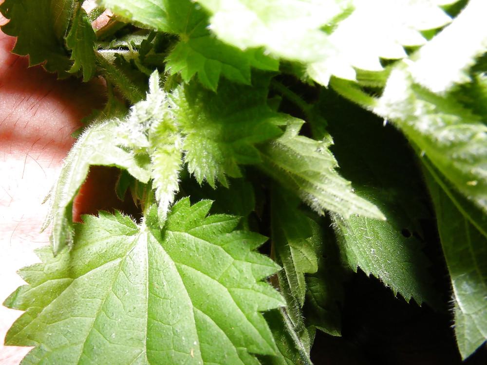 25P Orties or nettle3