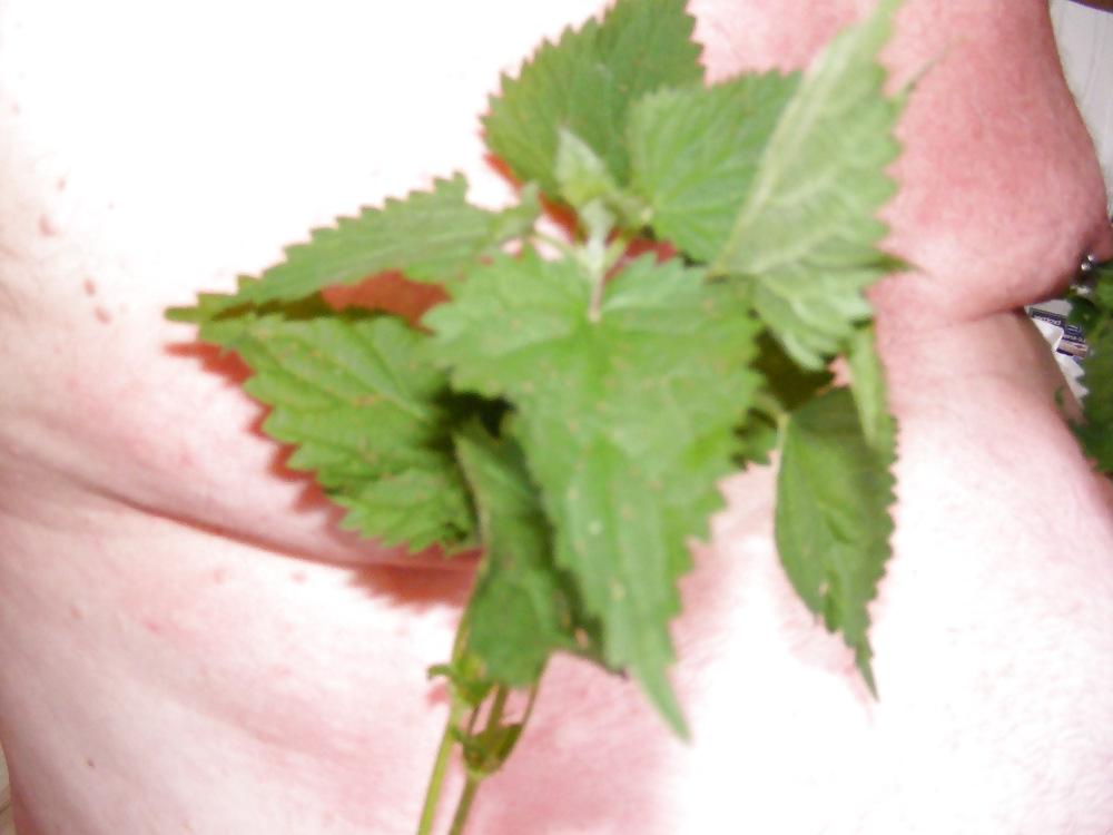 25P Orties or nettle3