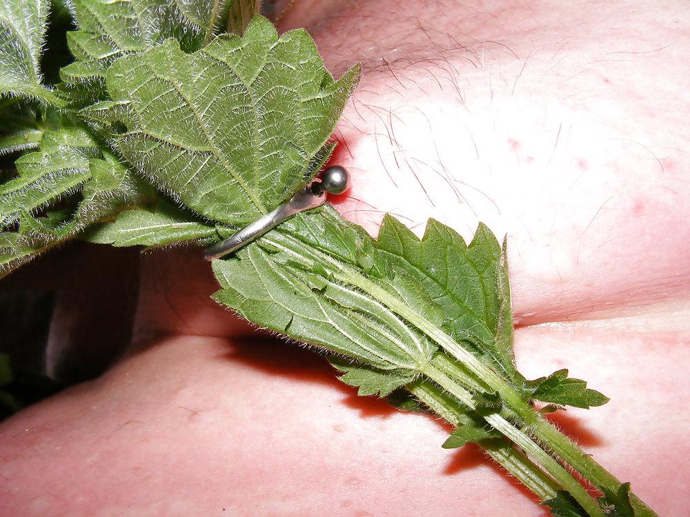 25P Orties or nettle3