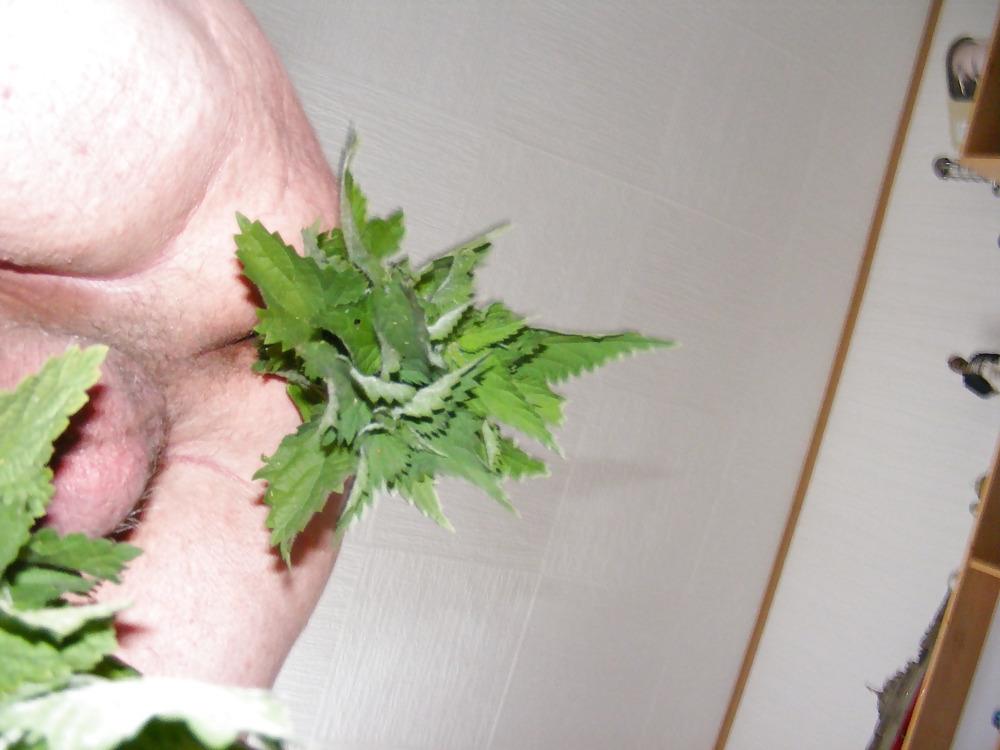 25P Orties or nettle3