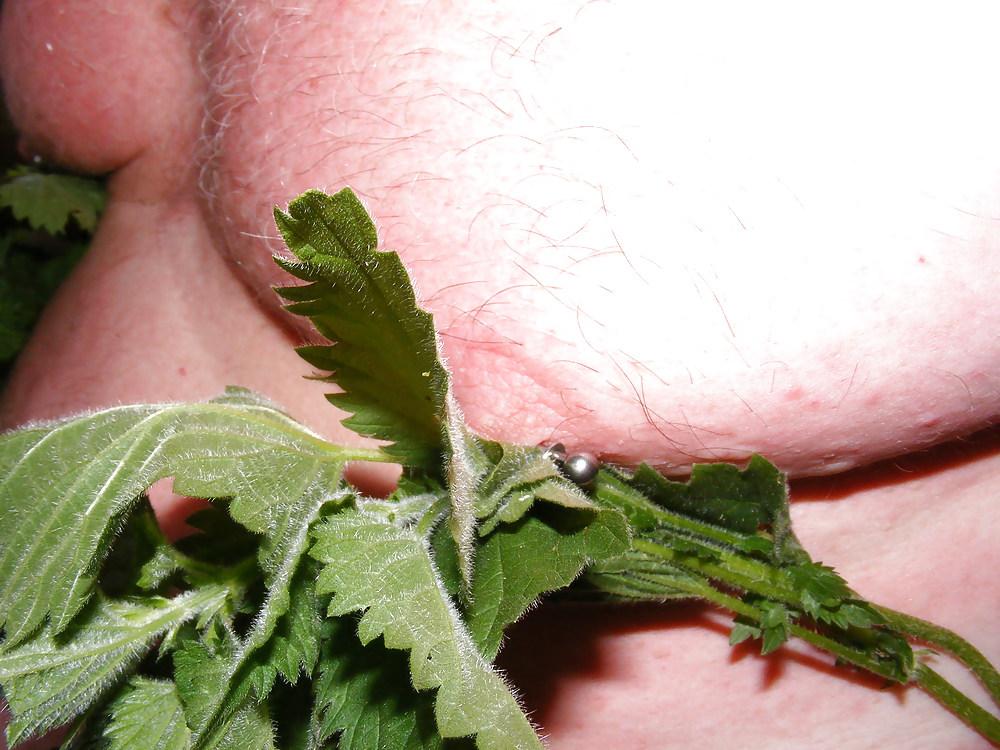 25P Orties or nettle3