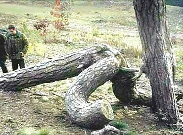 6P La nature aimee le sex 