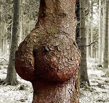 6P La nature aimee le sex 