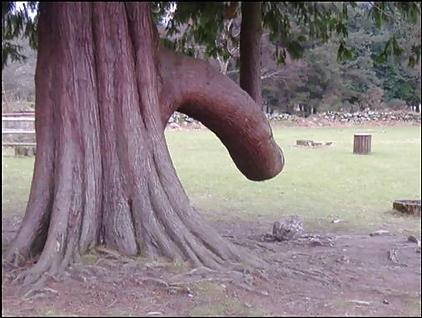 6P La nature aimee le sex 