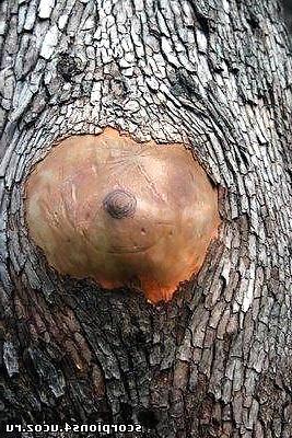 10P Sexual nature