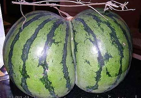 20P Nature with sex