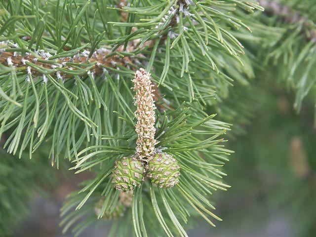 20P Nature with sex