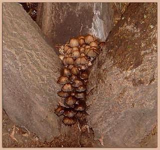 20P Nature with sex