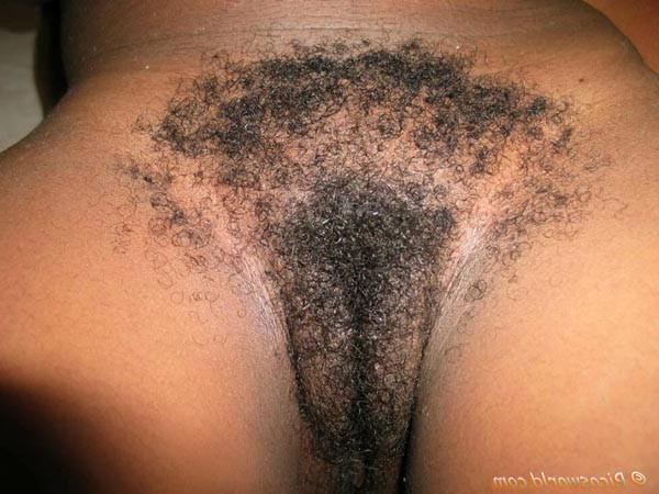 15P Hairy Caribbean black chicks