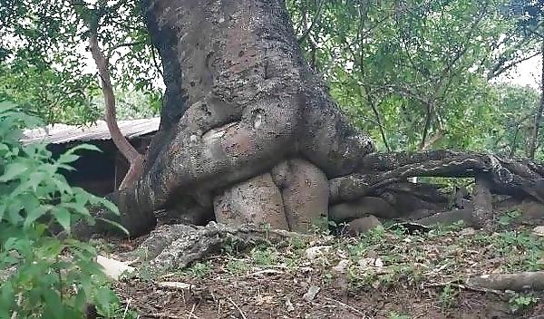 7P Sex in nature