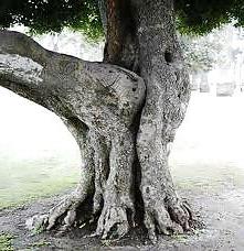 7P Sex in nature